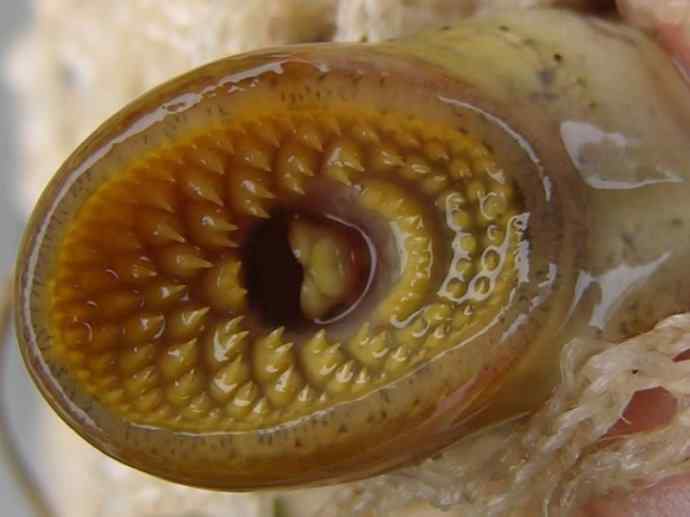 鱼类活化石：七鳃鳗