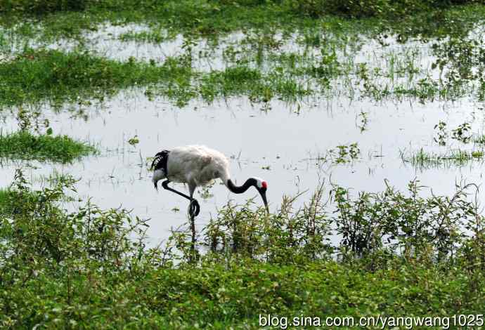 北京麋鹿苑的鸟类——悠闲的丹顶鹤