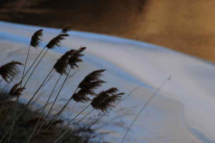 永定河生态观鸟