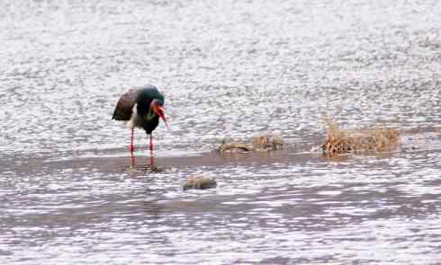 五百分之八的黑鹳
