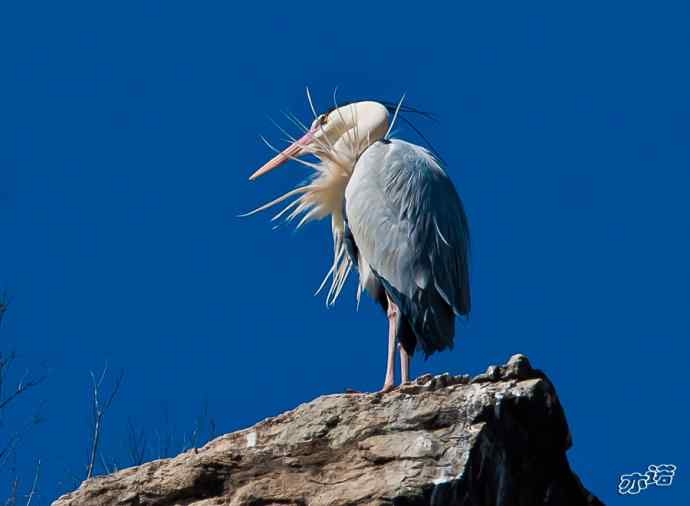 密云水库&nbsp;wbr路&nbsp;wbr大鸨、雉鸡和苍鹭