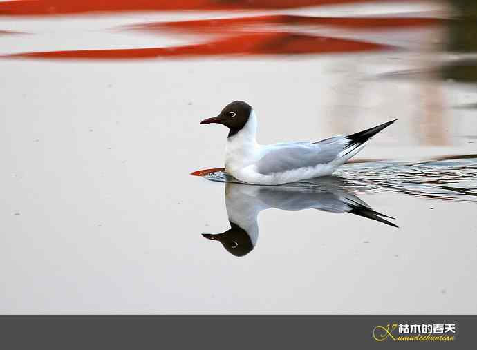 气定神闲鈥満熳炫糕