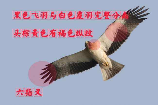 猛禽大全——中国东部地区27种迁徙类猛禽辨识