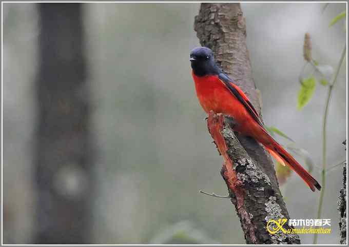 记录版：长尾山椒鸟【照片】