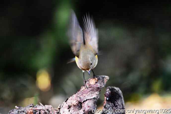 雌性红胁蓝尾鸲（52）
