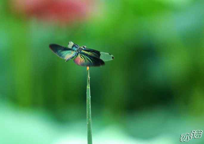 圆明园&nbsp;wbr路&nbsp;wbr黑丽翅蜻鈥斺敽商裂蘧