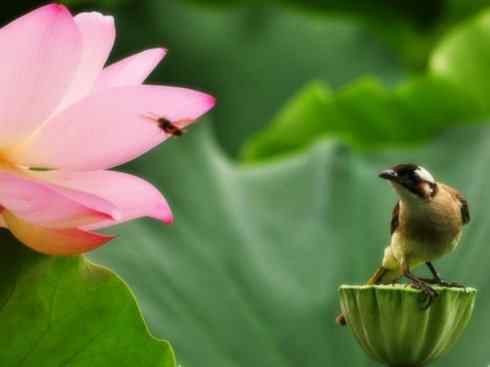 白头鸟类：另类的美丽（白头鹎）