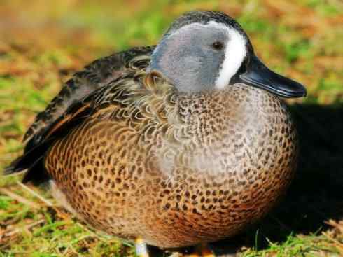 雁鸭之最之八（海番鸭、琵嘴鸭、绿翅鸭、鹊鸭）