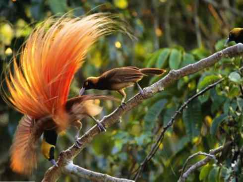 美丽无罪：雀鸟之极乐鸟