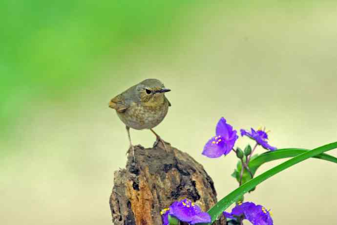 雌性蓝歌鸲与紫露草（4）