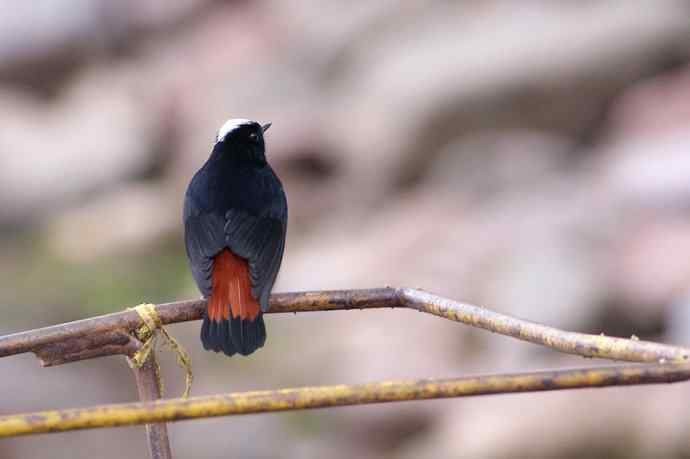 四川西昌鸟类摄影——白顶溪鸲