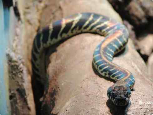 龙：传说的兽原型探秘（树蟒类）