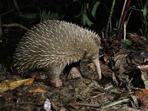 盘点十二大著名食蚁动物：短吻针鼹