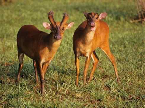 麒麟：传说的兽原型探秘（麂）