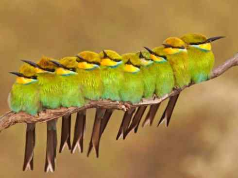 绝色攀禽：佛法僧目之蜂虎2