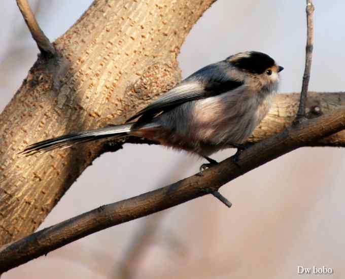 乖巧玲珑滴银喉长尾山雀