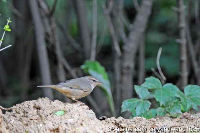 褐柳莺(12) 褐柳莺(12)