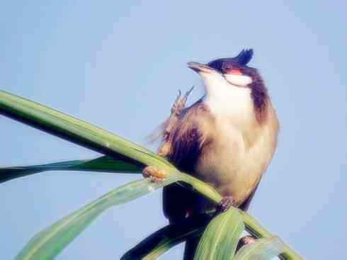 家禽驯化之源之三十（红耳鹎、领雀嘴鹎）