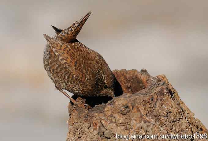 精灵般的小鹪鹩 精灵般的小鹪鹩