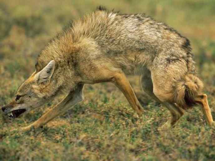 犬科:犬亚科犬属之金豺、黑背豺(胡狼类) 犬科:犬亚科犬属之金豺、黑背豺(胡狼类)