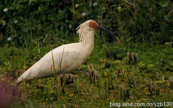 国之瑰宝，鸟类珍品鈥斺斨禧q（组图）