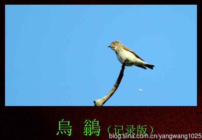 烏鶲（记录版）