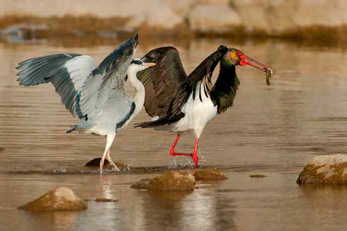 鹭鹳相争 wbr拍翁得意☆★