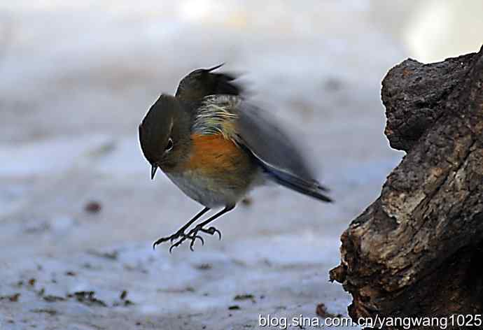 红肋蓝尾鸲（雌性）1