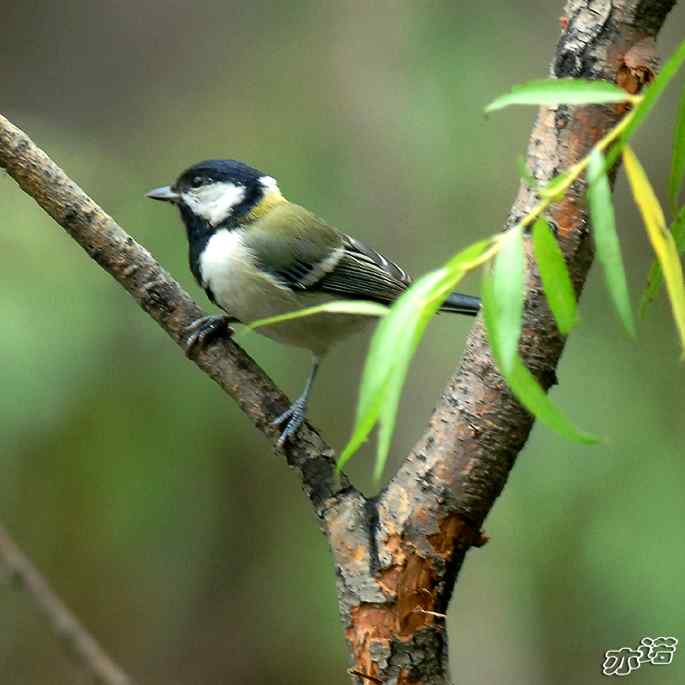 圆明园&nbsp;wbr路&nbsp;wbr大山雀