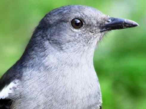 雀鸟也彪悍：谁怕谁（鹊鸲）