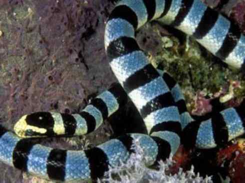 龙：传说的兽原型探秘（海蛇类）