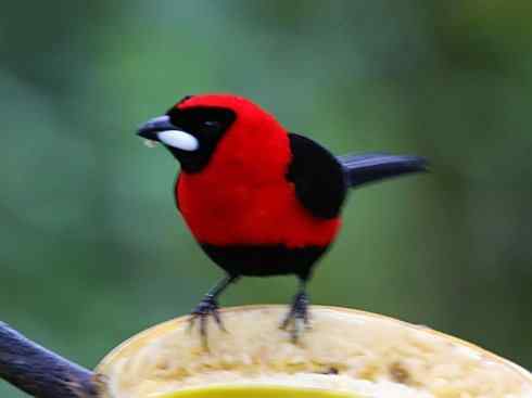 极品红色鸟类：巴西仲嘴雀