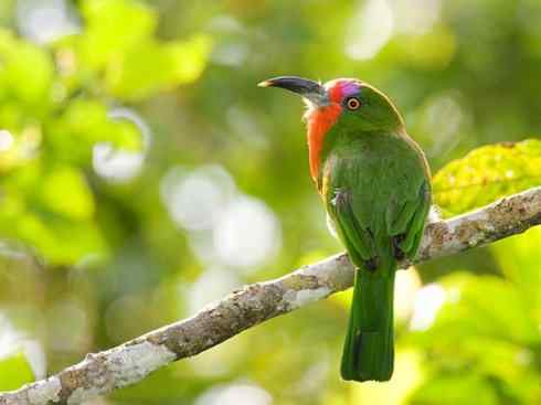 绝色攀禽:佛法僧目之蜂虎 绝色攀禽:佛法僧目之蜂虎