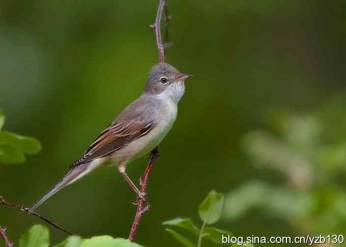 灰白喉林莺（组图，7张图片）