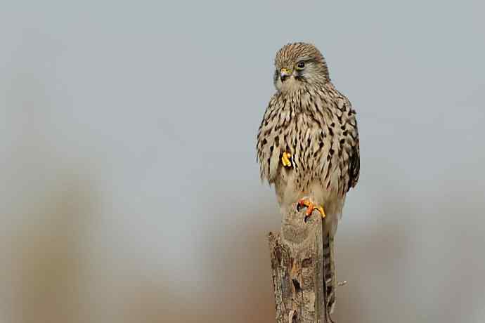 赏图鈥斺斕嵘诤奈幕