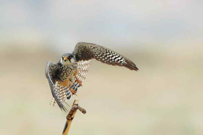 五月天鈥斺斎づ陌⒛露溃ǘ）