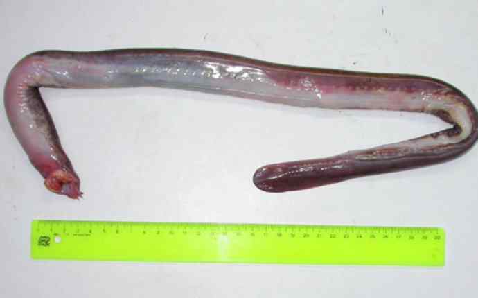 鱼类活化石：盲鳗