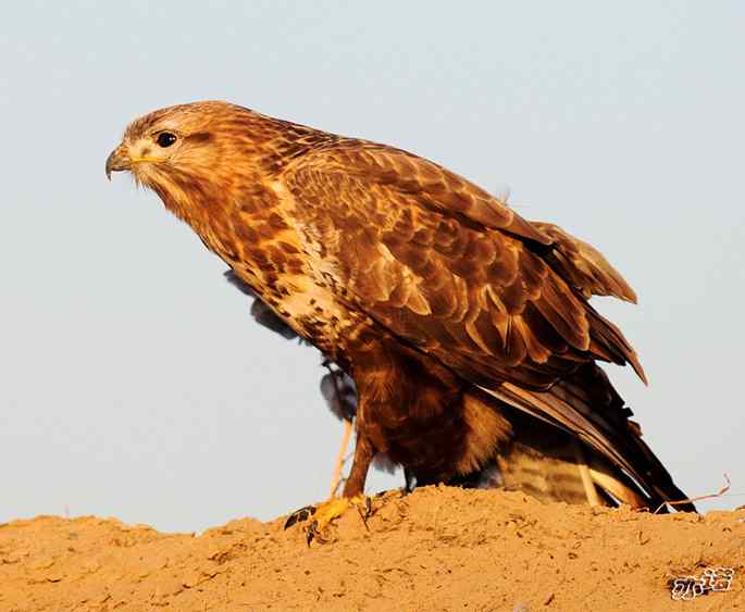 官厅水库&nbsp;wbr路&nbsp;wbr沐浴夕阳的大鵟