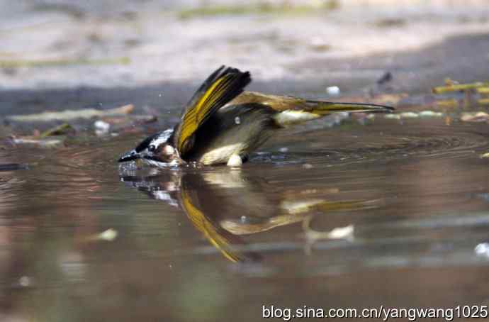 白头鹎bei（白头翁）