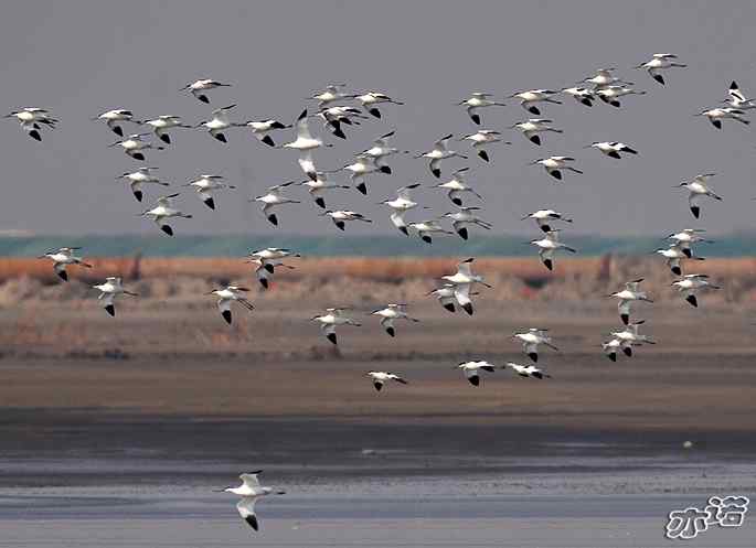 河北乐亭&nbsp;wbr路&nbsp;wbr反嘴鹬