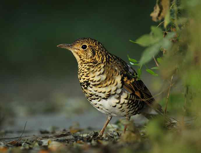虎斑地鸫夜色中现身 wbr神坛威名依旧