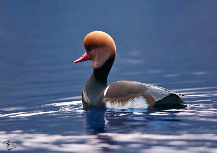 颐和园的赤嘴潜鸭