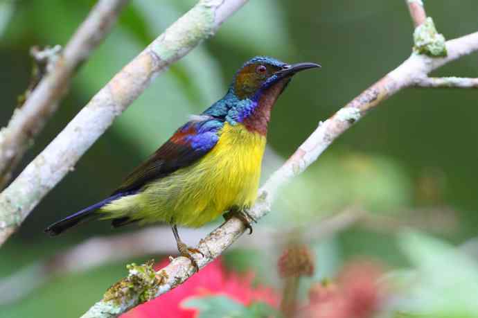 【版纳植物园三日 wbr新收获16种小鸟儿】 【版纳植物园三日 wbr新收获16种小鸟儿】