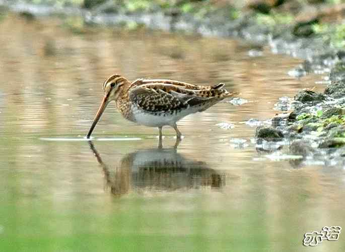 北京沙河&nbsp;wbr路&nbsp;wbr黑翅长脚鹬和扇尾沙锥