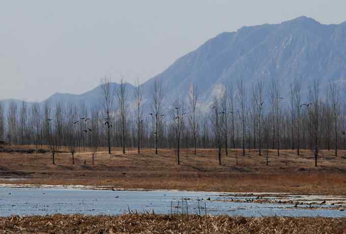 野鸭湖雁鸭翔飞 野鸭湖雁鸭翔飞