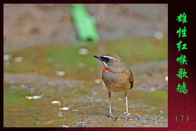 雄性红喉歌鸲（7）