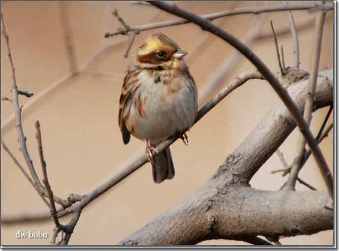 辞旧岁 wbr黄喉鹀添彩儿