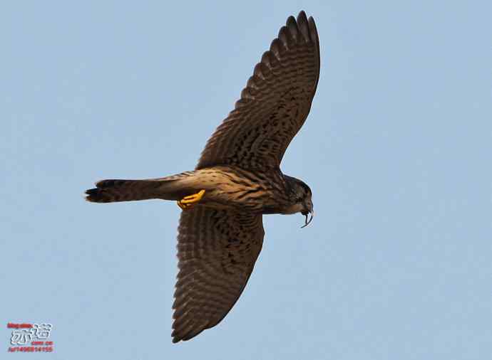 官厅水库&nbsp;wbr路&nbsp;wbr难得一见之红隼空中吃鼠