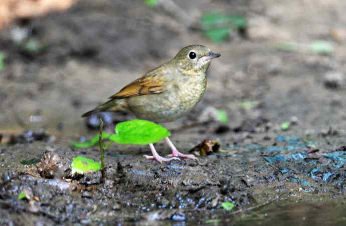 雌性蓝歌鸲（1）