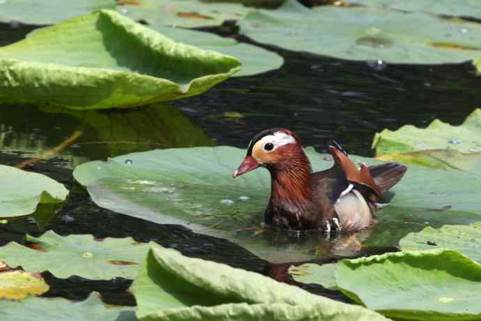 摄鸟拾趣（三） wbr鸳鸯2012.06